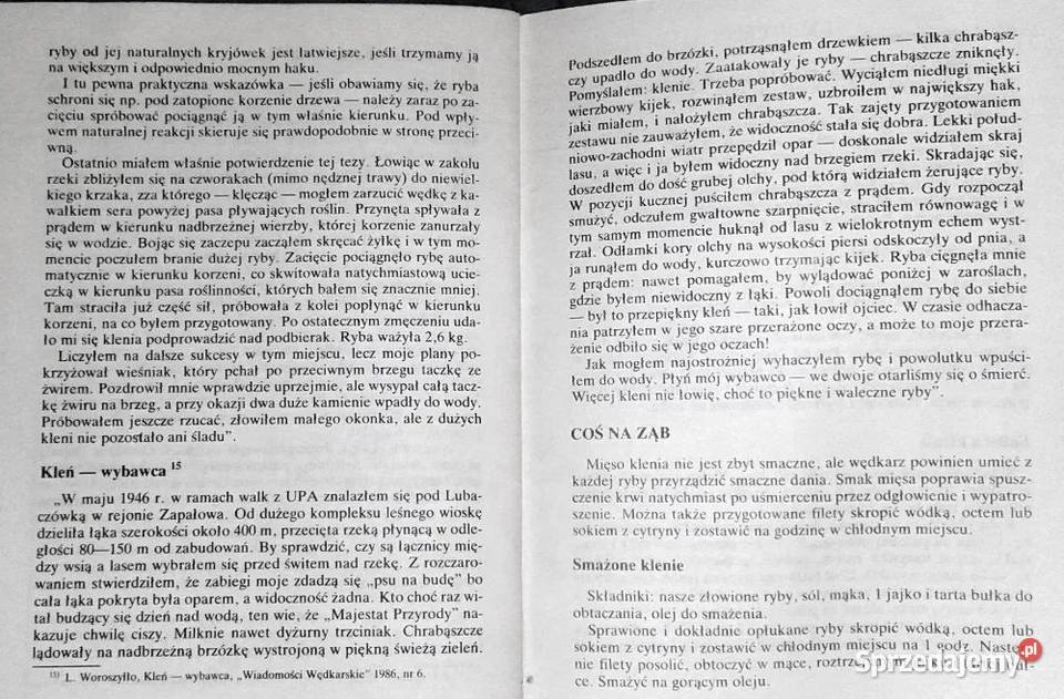 Kleń Stefan Strogulski lubelskie sprzedam