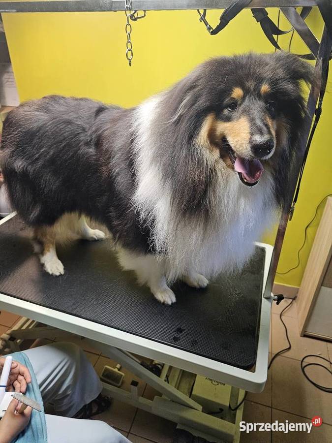 Groomer psi fryzjer pielęgnacja kąpiel mazowieckie