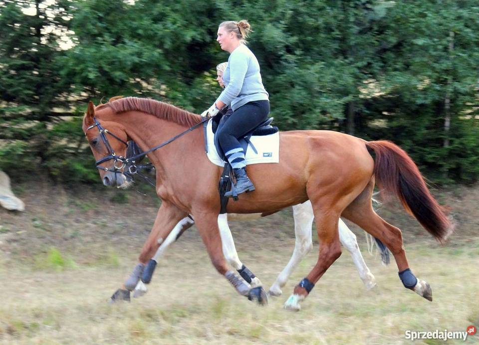 Nauka Jazdy Konnej dolnośląskie