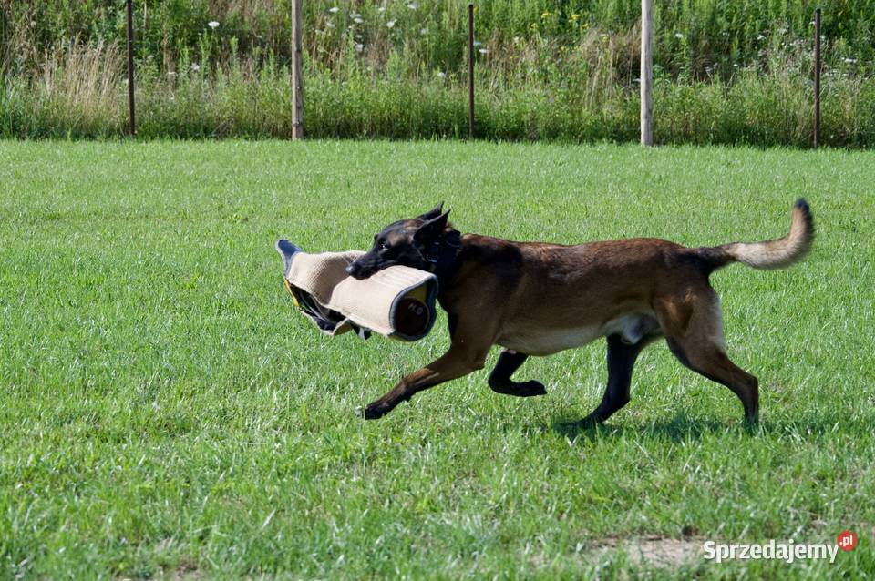 Owczarek belgijski Malinois FCI małopolskie Nowy Sącz