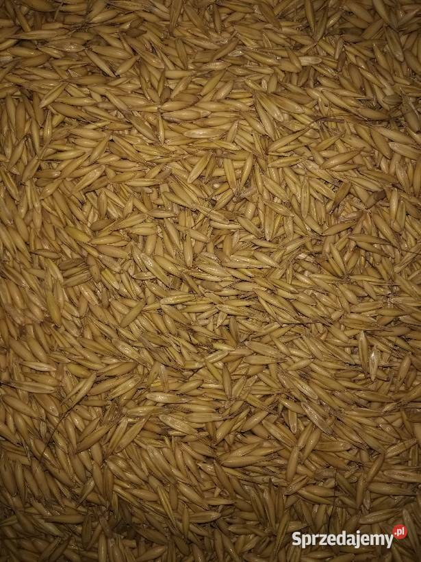 Owies Rambo centrali sprzedam