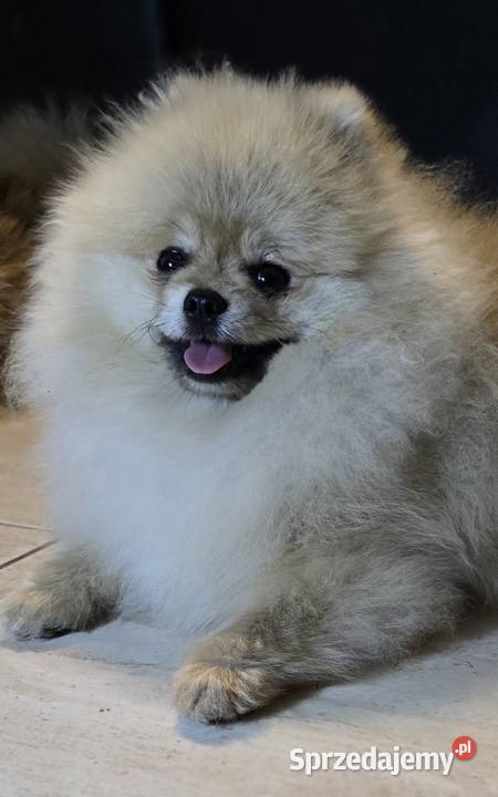 Pomeranian szpic miniaturowy zkwp FCI łódzkie Piątkowisko
