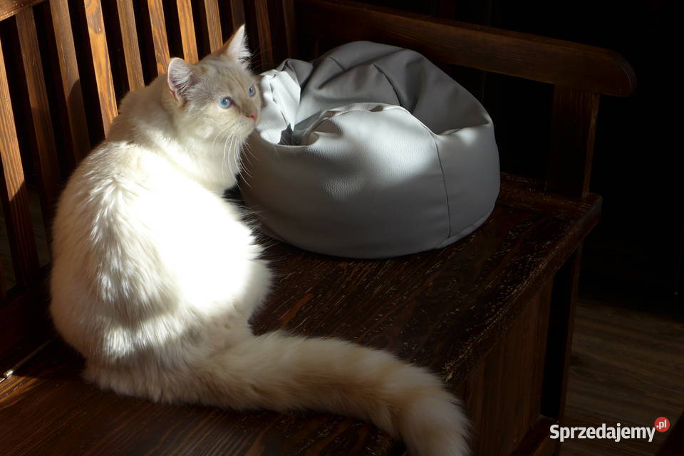 Kotka Ragdoll kremowa piękność Jawor
