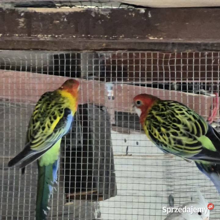 Sprzedam Biała Podlaska