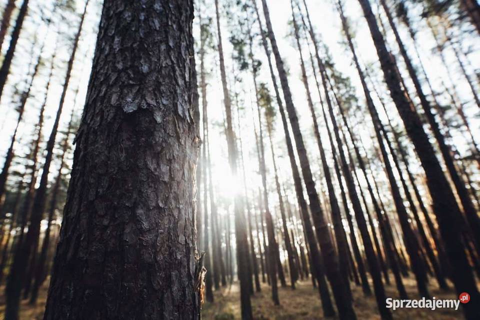 Wycinka wycinanie drzew alpinistycznie rębak Wołomin
