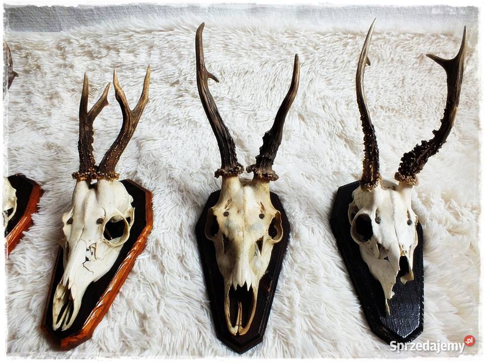 Kolekcja poroże 12 Parostki jelenia z czaszką na Pozostałe