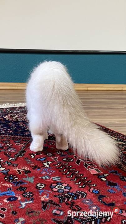 Kocurek Ragdoll gotowy do odbioru Ragdoll sprzedam