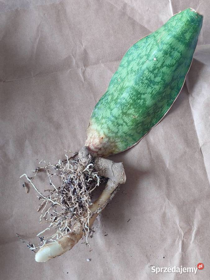 Sansevieria elliptica Horwood roślina z kolekcji Warszawa sprzedam