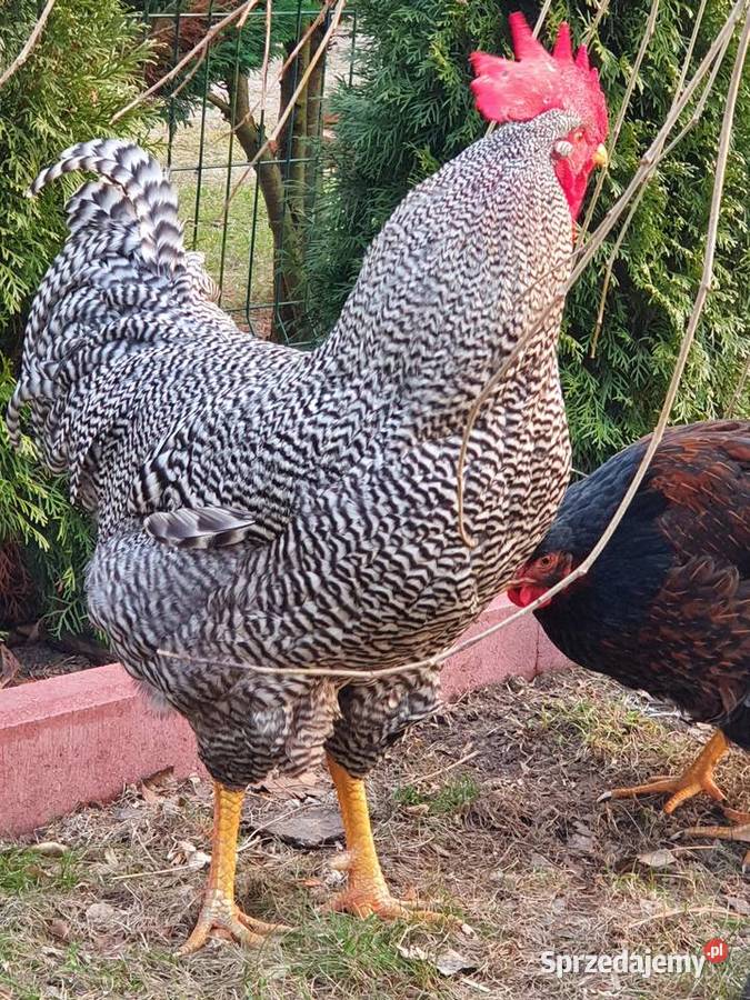 Kogut Amrock warmińsko-mazurskie Szczytno