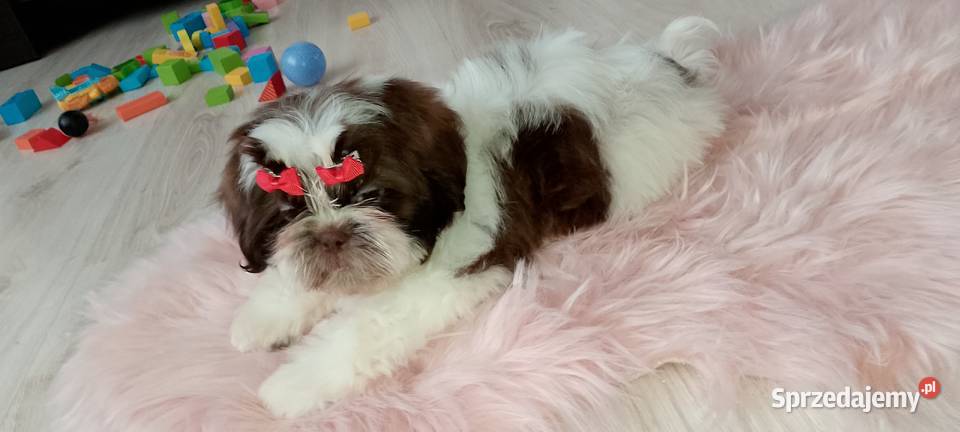 Gotowa do odbioru suczka rasy ShihTzu