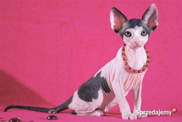 SPHYNX CANADIAN Zaprasza Cattery De TrojanS Warszawa