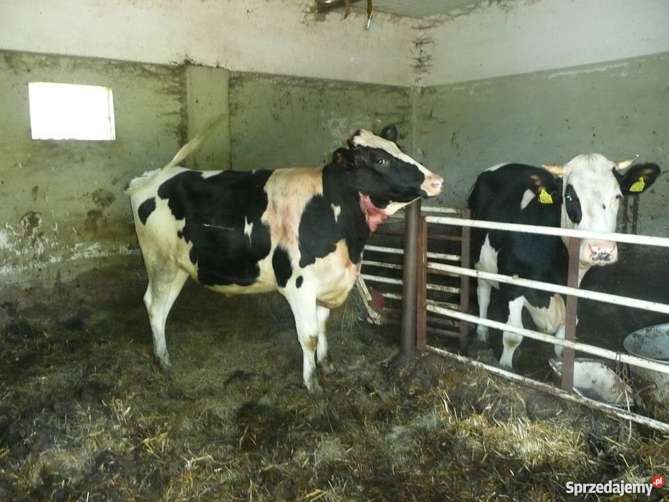 Jałówka HO zacielona Choroszcz sprzedam
