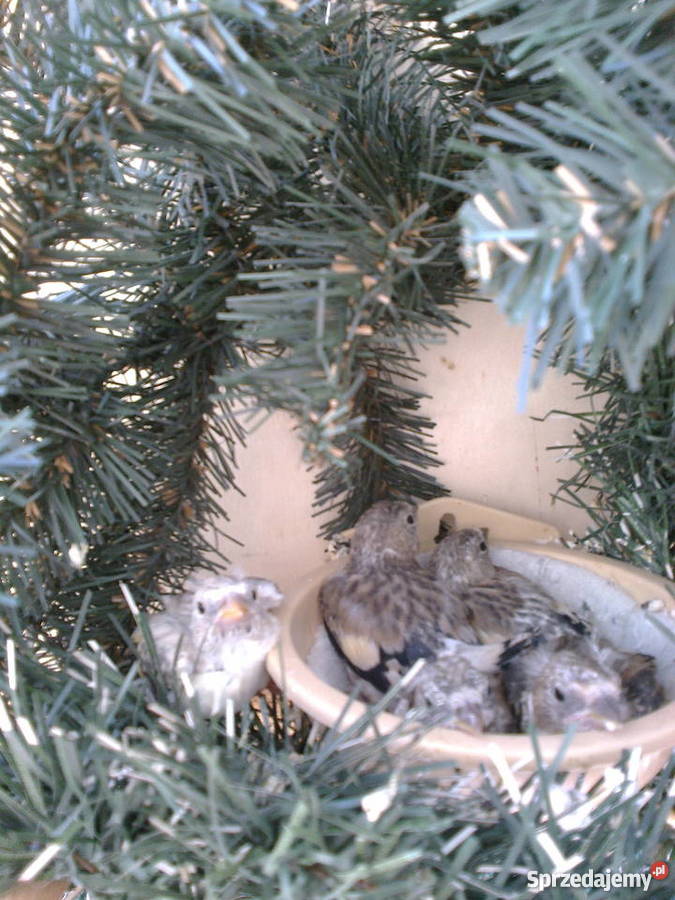 szczygły syberyjskie