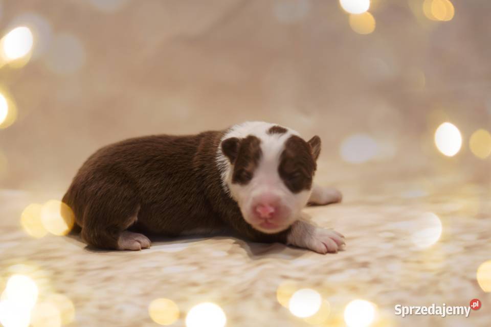 Border Collie szczenieta Drawno