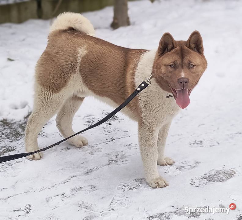Akita amerykańska Opoczno