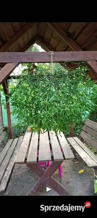 Piękne świeże kule jemioly bożonarodzeniowej Sułów