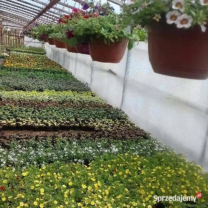 Kwiaty Sadzonki Warzyw Rośliny Bukówka