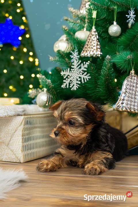 Yorkshire terrier Zwierzęta