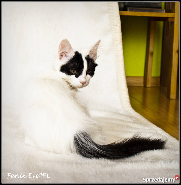 Turecki Van elitarna rasa małopolskie Kraków