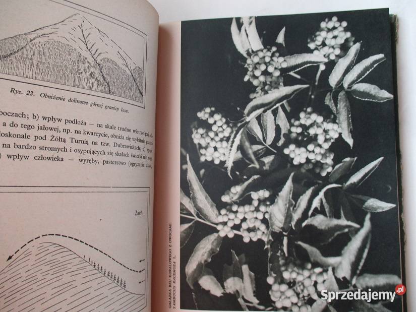 Zielony świat Tatr ZRadwańska Paryska roślinność łódzkie Łódź