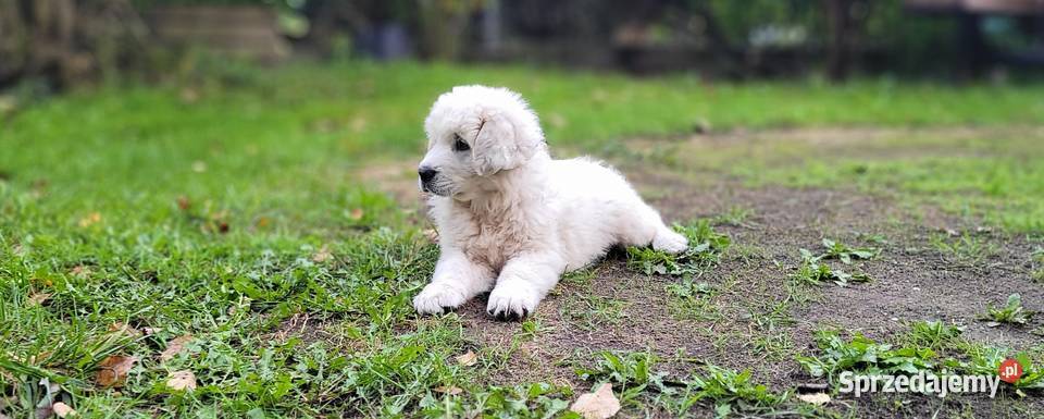 Owczarki podhalańskie