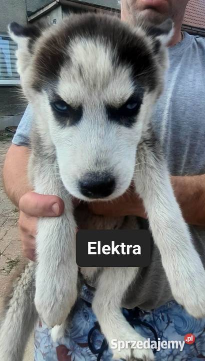 Dostępne szczeniaki rasy Syberian husky pomorskie Reda