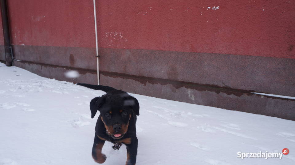 Szczenię Rottweiler Bydgoszcz sprzedam