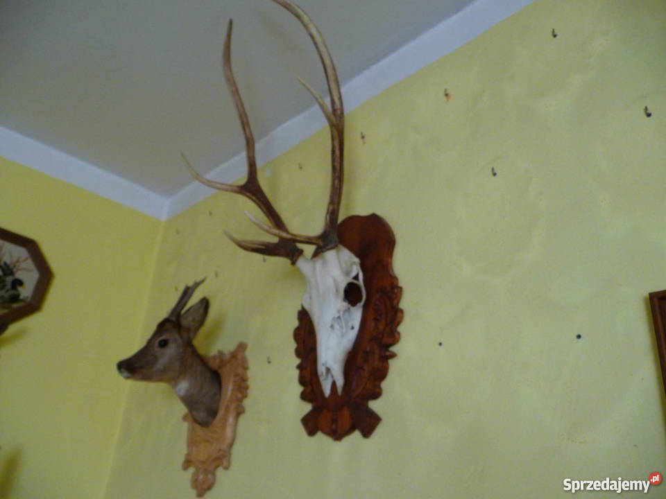 Pamiątkowe poroże i medalion rogacza śląskie Skoczów