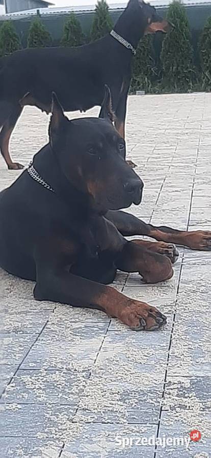 Doberman Szczeniaki Rezerwacia dolnośląskie Wrocław