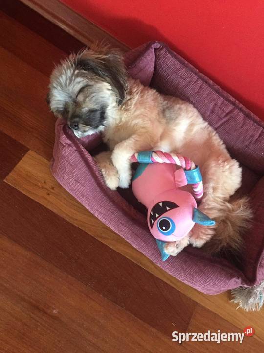 Sprzedam suczkę rasy shih tzu Niemcz