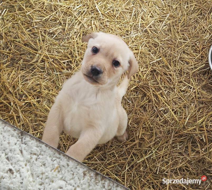 Labrador Retriever Z Rodowodem Labrador Poświętno