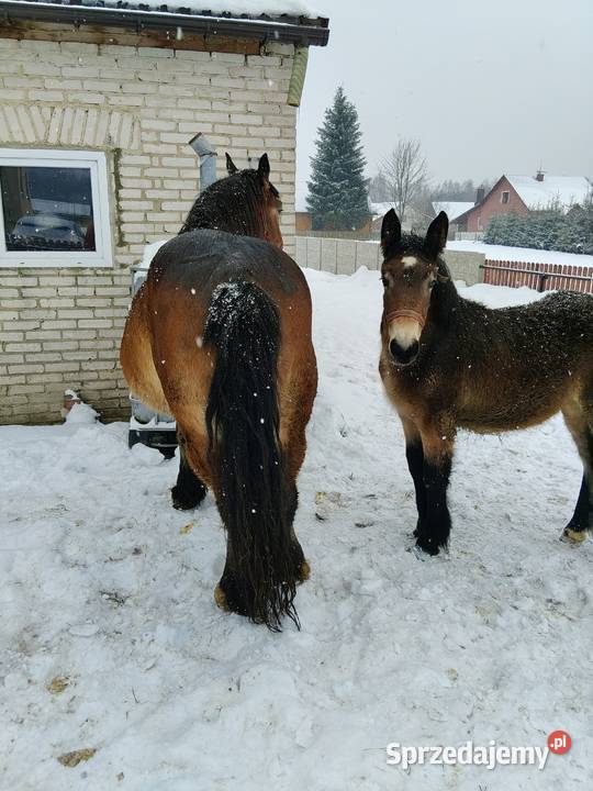 Zrębice klacz koń Konie podkarpackie Majdan Sieniawski
