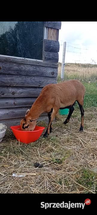 Owieczki kameruńskie Gogołów