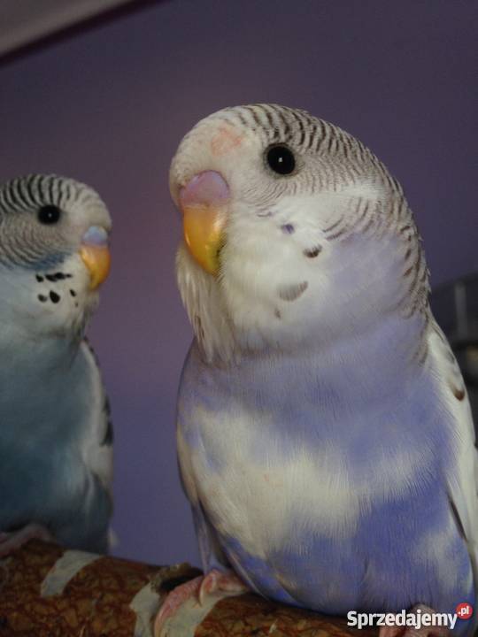 Papugi faliste ręcznie karmione