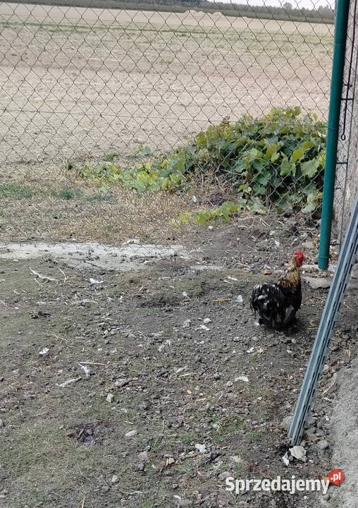 Koguty kochiny miniaturki Łęczna