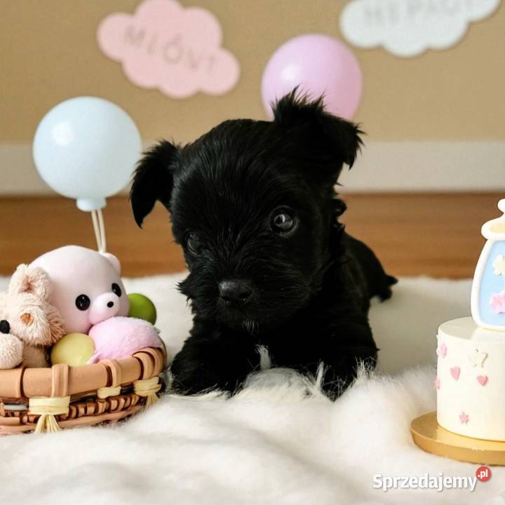 Czarny York Nie wybarwi się Umowa Rodowód Chip