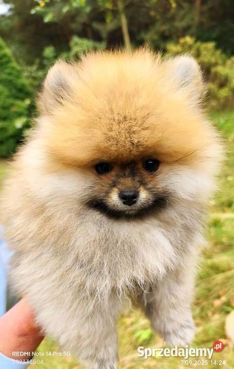 Pomeranian szpic miniaturowy Łódź