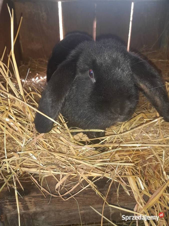 sprzedam królika samice Króliki Radlna