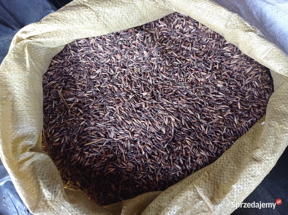 Owies czarny gniady podkarpackie Dylągówka