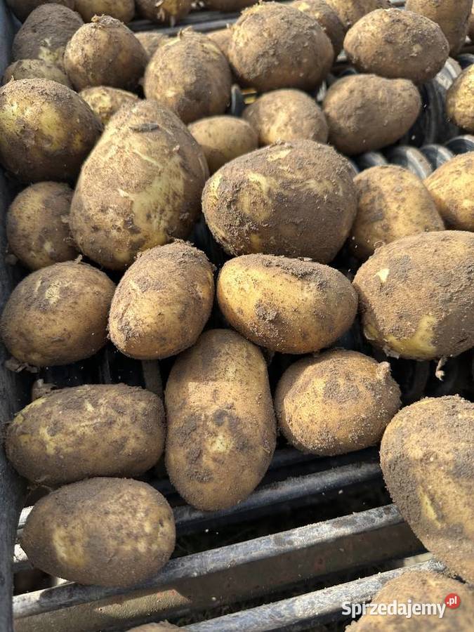Sprzedam ziemniaki jadalne i odpadowe wielkopolskie Konin