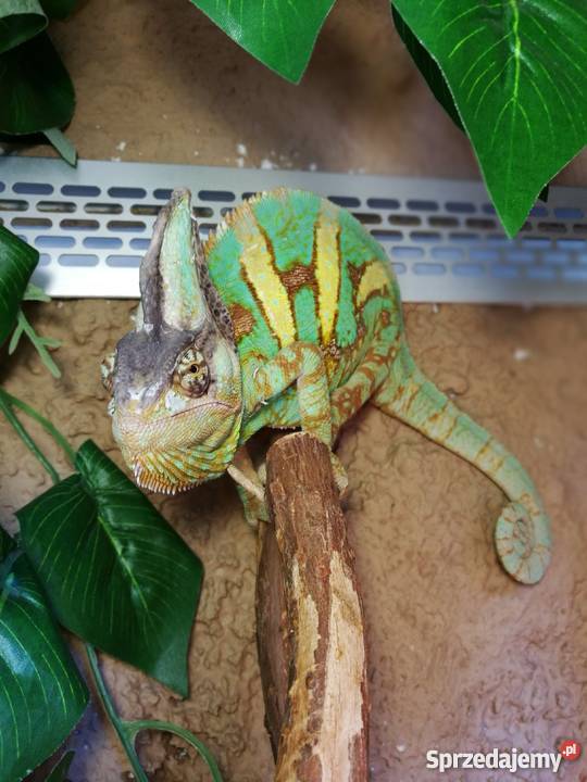 Kameleon jemeński terrarium Włocławek