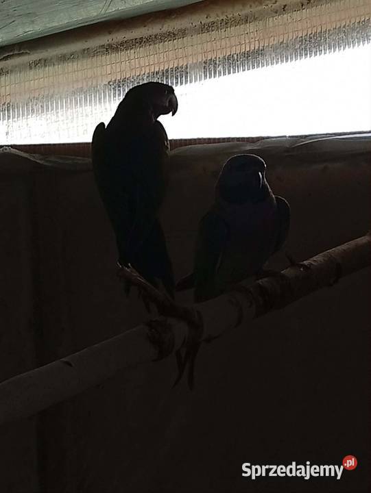 Aleksandretty chińskie Kłodzko