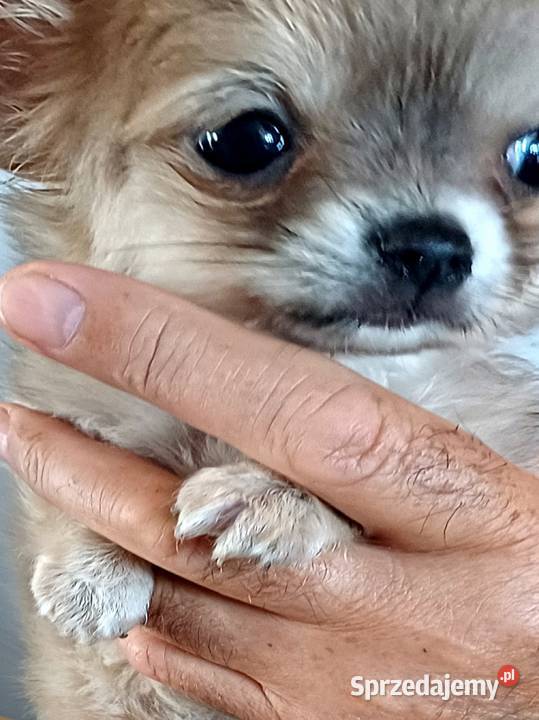 Dziewczynka Mini Długowłosa Chihuahua Chihuahua łódzkie Zgierz