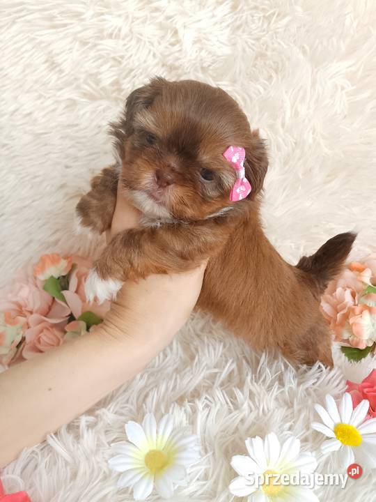 Suczka szuka domku ShihTzu Shih Tzu Kluczbork