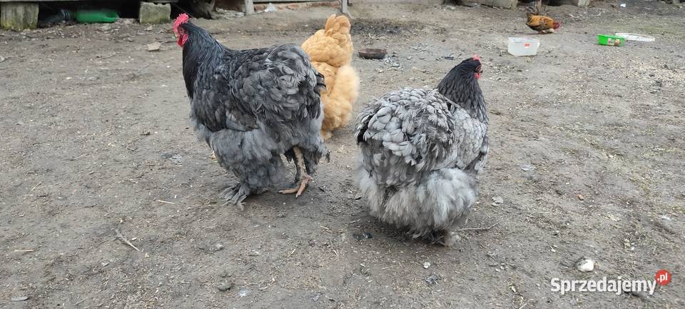 Jajka lęgowe kochin olbrzymi Tokarówka