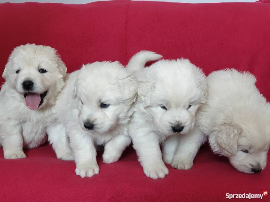 Szczenięta Owczarek Podhalański ZKwP Gdańsk sprzedam