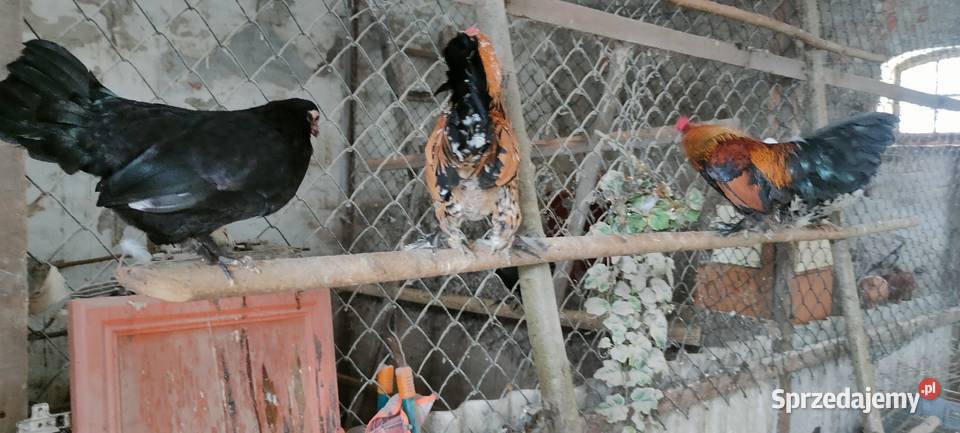 Kury karzełki liliputki Tokarówka