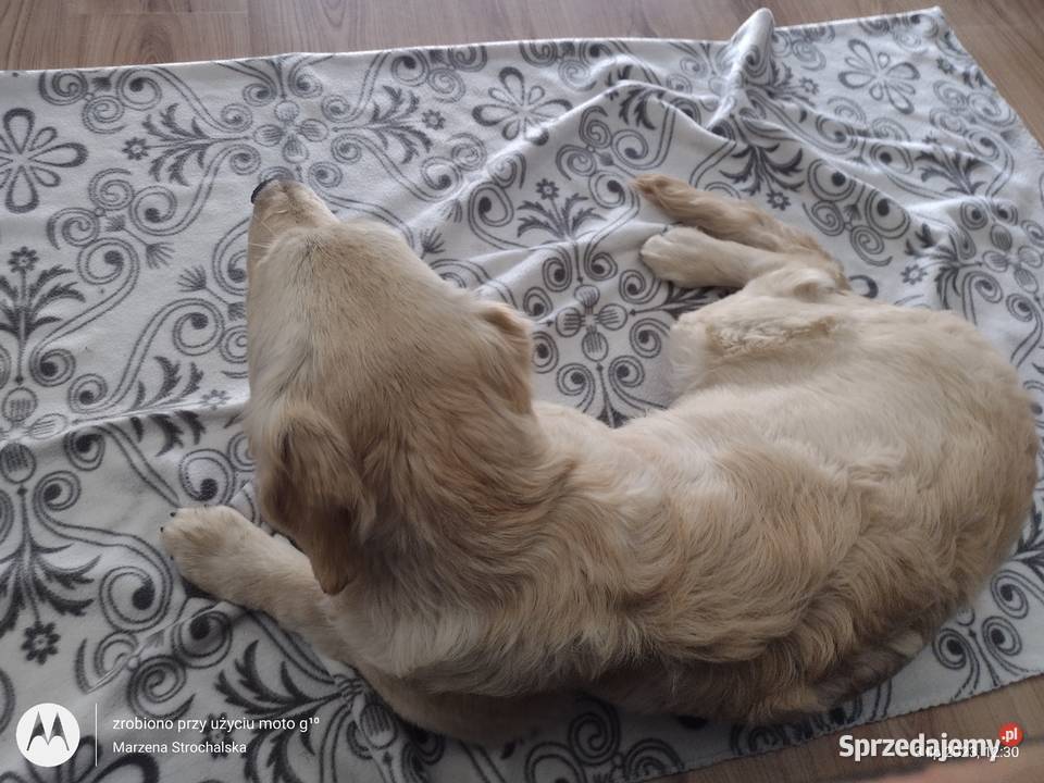 golden retriever suczka ZKwP Praszka