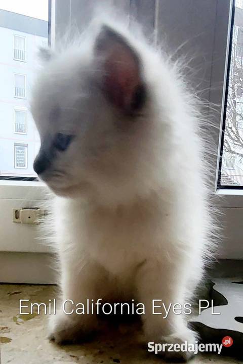 Mięciutki Ragdoll Emil California Eyes