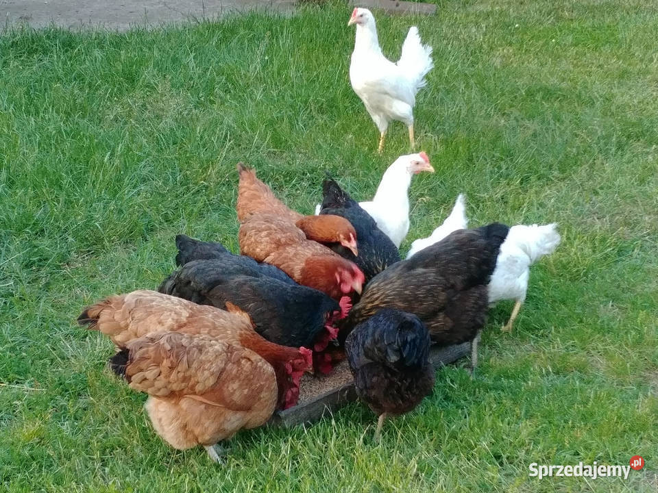 Jaja EKOLOGICZNE podwórkowe Szczęśliwe Kurki Mińsk Mazowiecki
